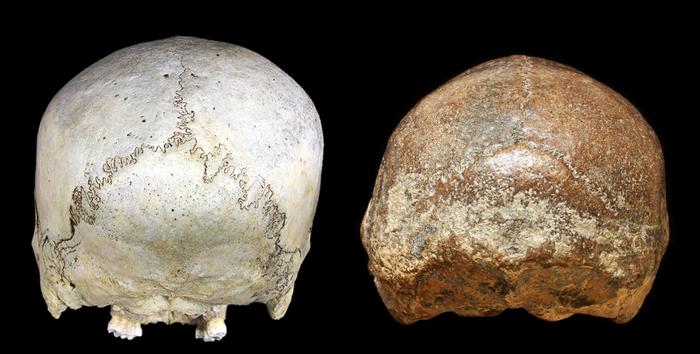 Modern human and Homo erectus skulls Modern human and Homo erectus skulls